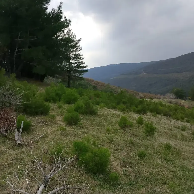 KOZLUÖREN MAHALLESİNDE SATILIK TARLA
