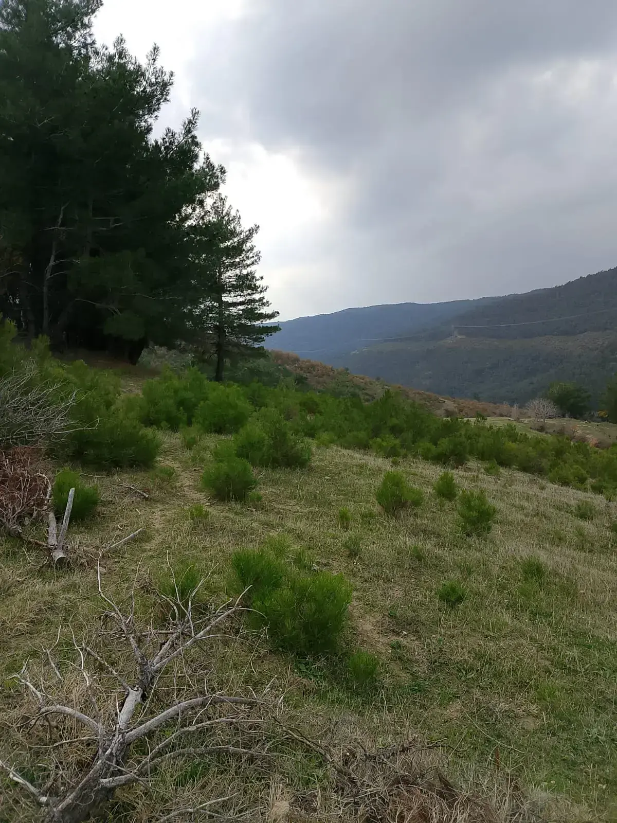 KOZLUÖREN MAHALLESİNDE SATILIK TARLA