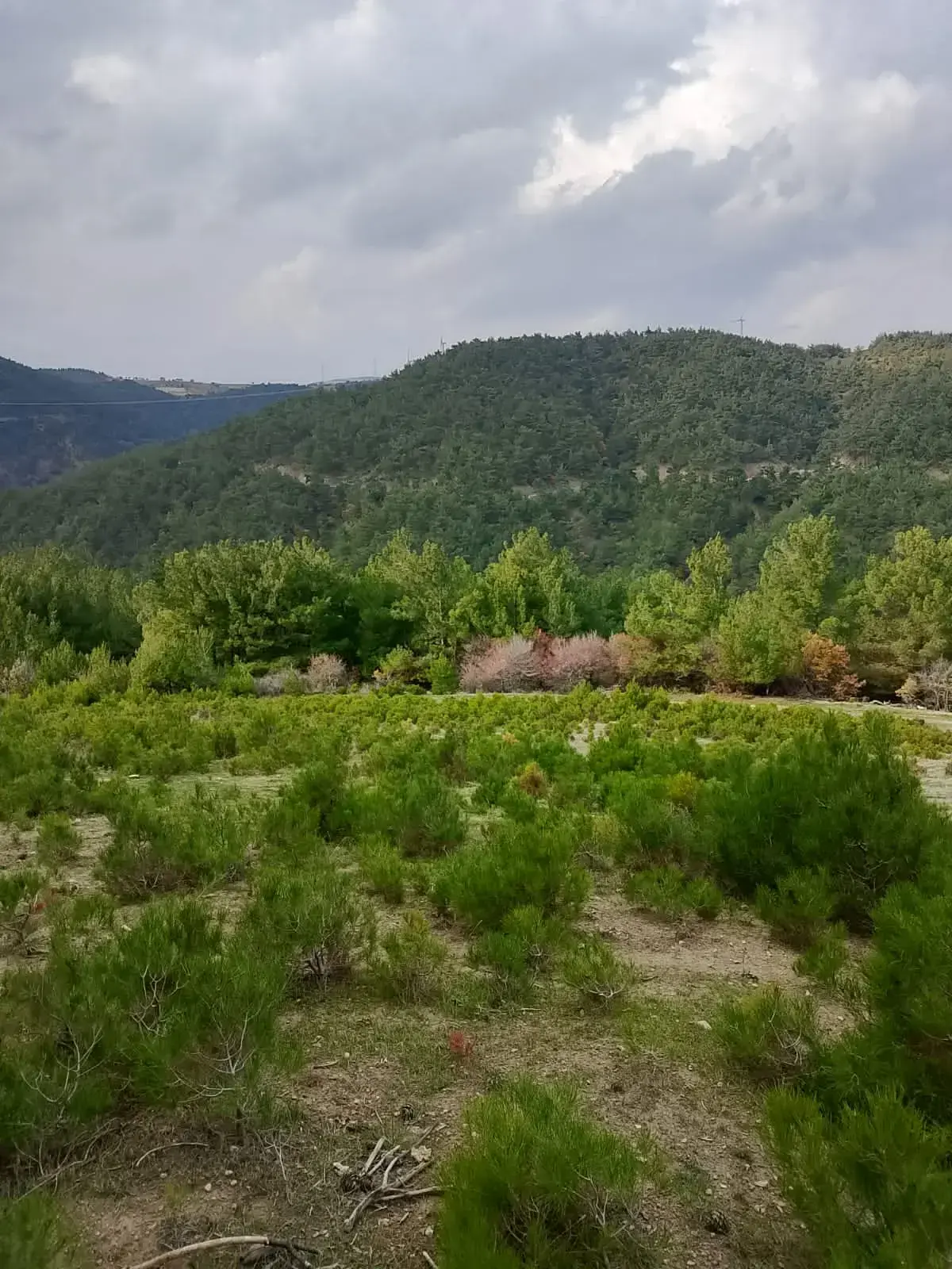 KOZLUÖREN MAHALLESİNDE SATILIK TARLA
