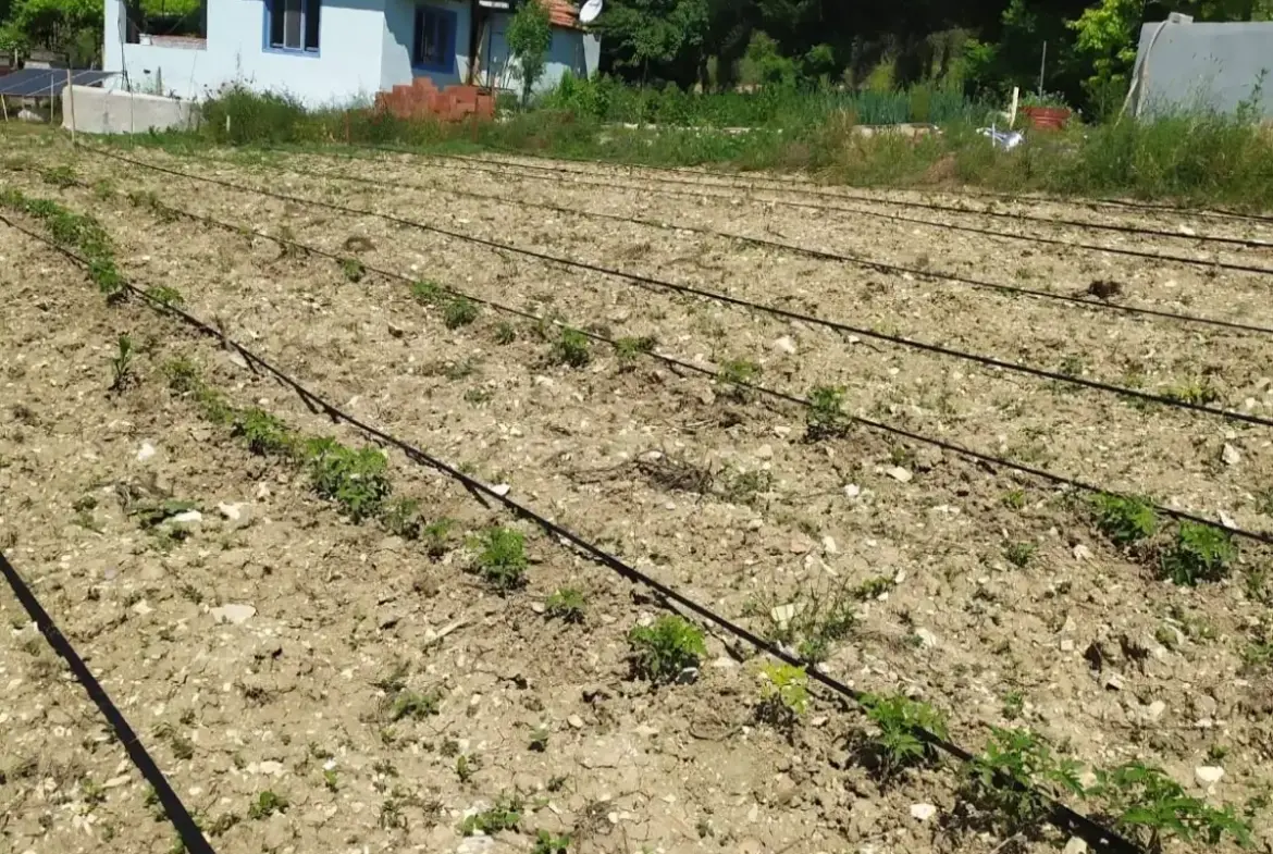 SOMA DARKALE KÖYÜ SATILIK TARLA