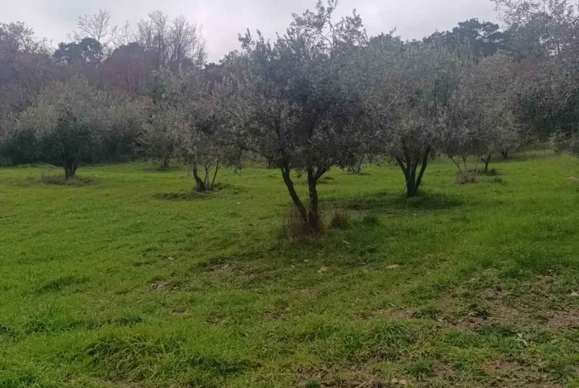 NALDÖKEN MAHALLESİNDE SATITILIK ZEYTİNLİK