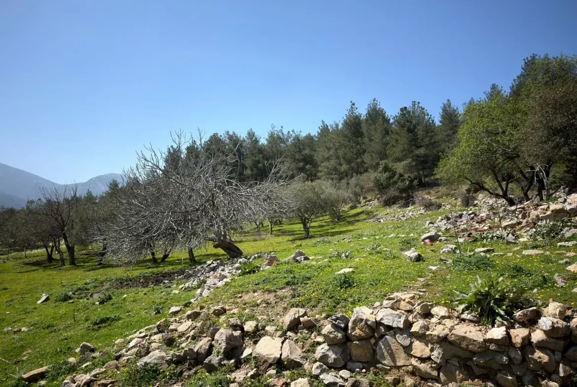 KARAMANLI MAHALLESİNDE SATILIK ZEYTİNLİK