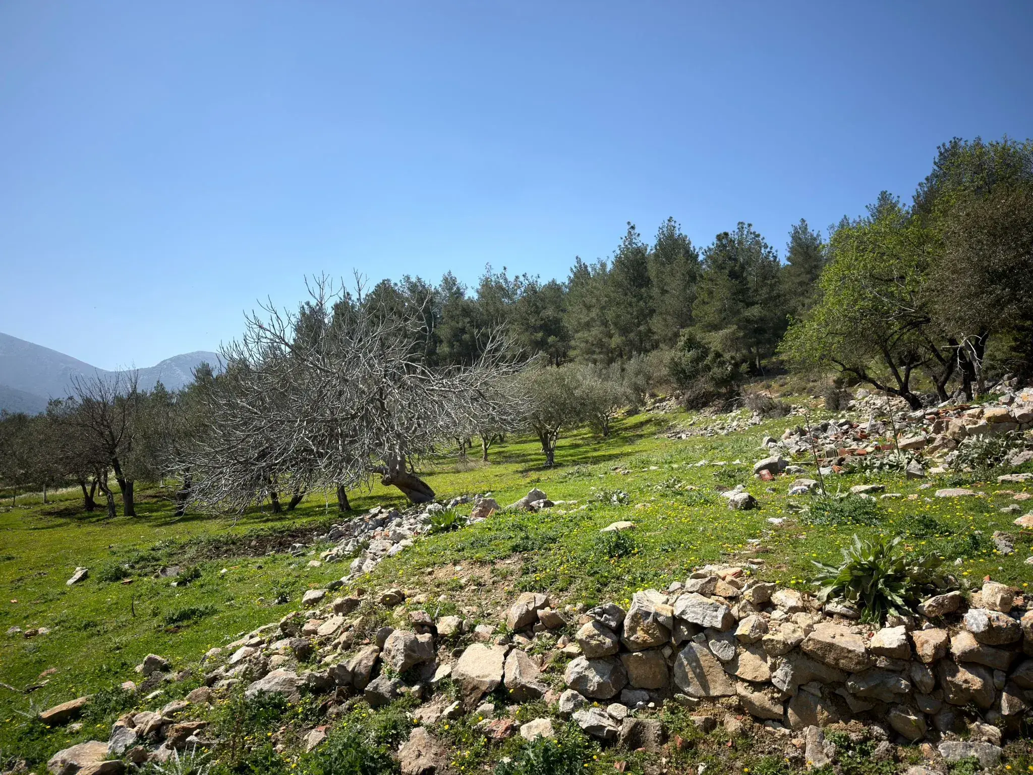 KARAMANLI MAHALLESİNDE SATILIK ZEYTİNLİK
