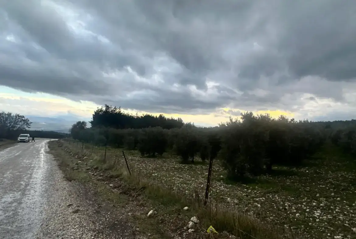 KARAÇAM MAHALLESİNDE SATILIK ZEYTİNLİK