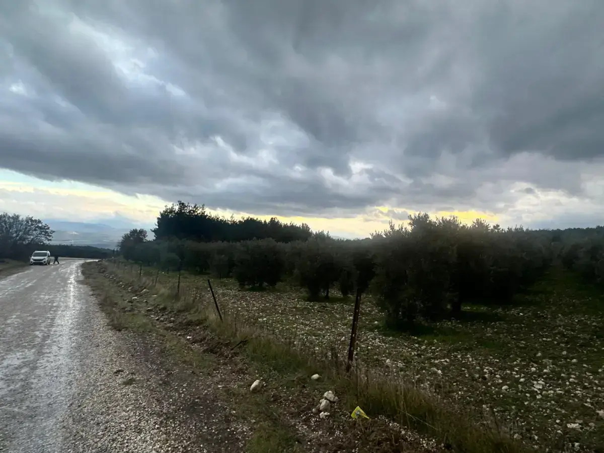 KARAÇAM MAHALLESİNDE SATILIK ZEYTİNLİK