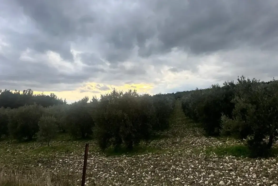 KARAÇAM MAHALLESİNDE SATILIK ZEYTİNLİK