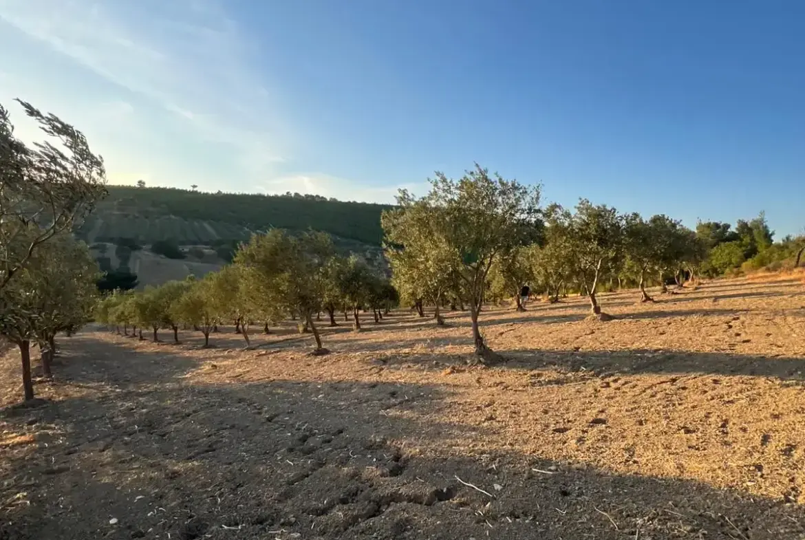 BÜYÜKGÜNEY MAHALLESİNDE SATILIK TARLA