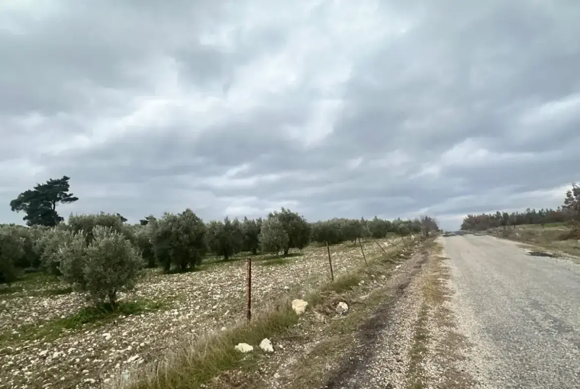KARAÇAM MAHALLESİNDE SATILIK ZEYTİNLİK