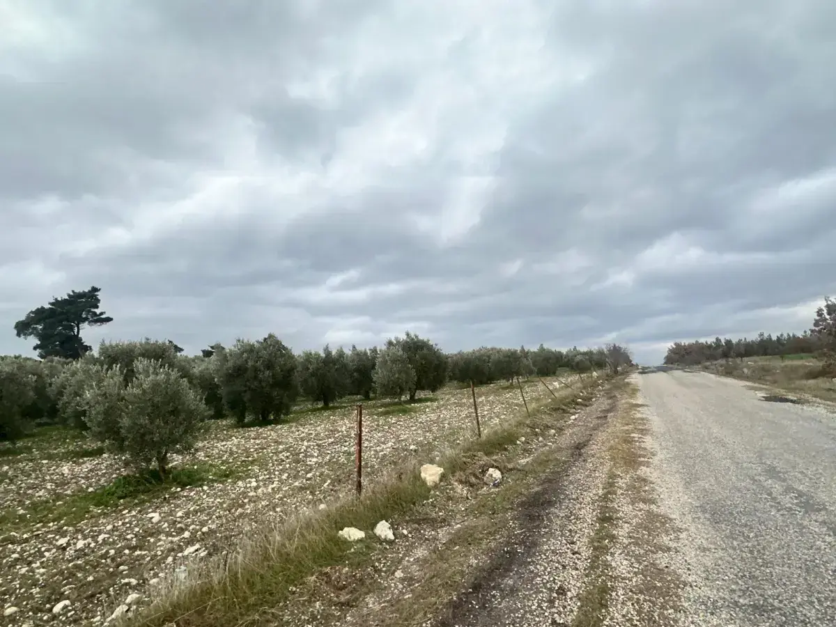 KARAÇAM MAHALLESİNDE SATILIK ZEYTİNLİK