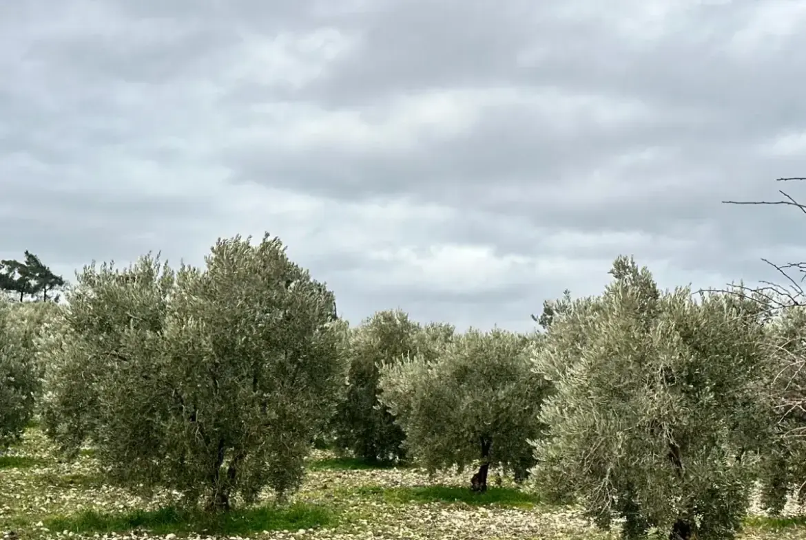 KARAÇAM MAHALLESİNDE SATILIK ZEYTİNLİK
