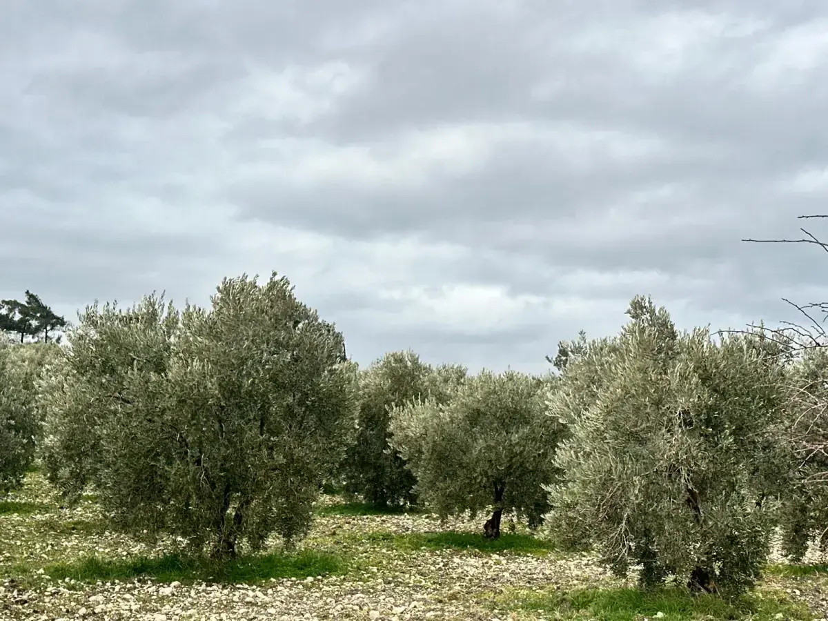KARAÇAM MAHALLESİNDE SATILIK ZEYTİNLİK