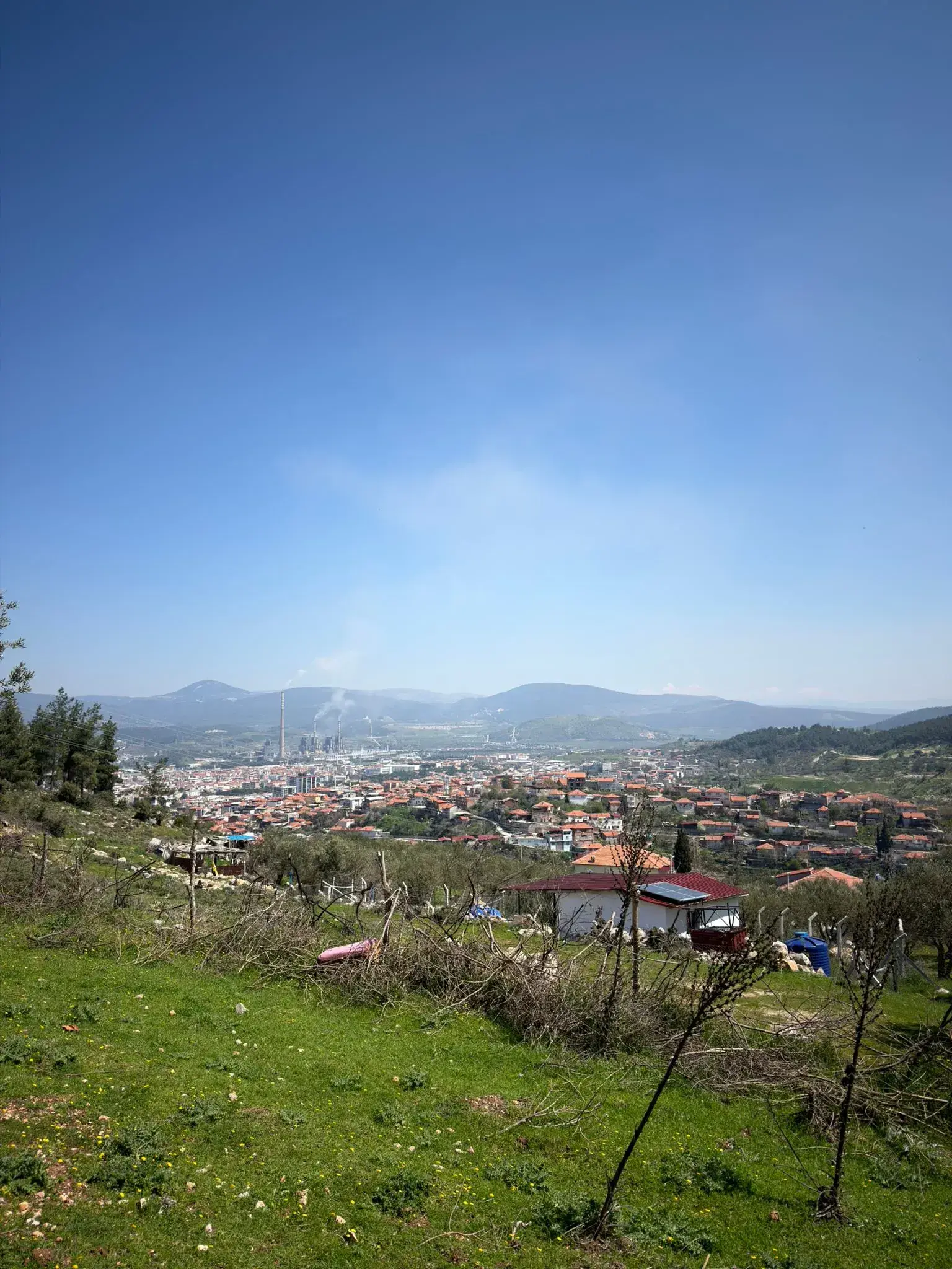 KARAMANLI MAHALLESİNDE SATILIK ZEYTİNLİK