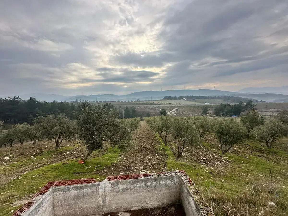 SOMA KUMKÖY'DE SATILIK ZEYTİNLİK