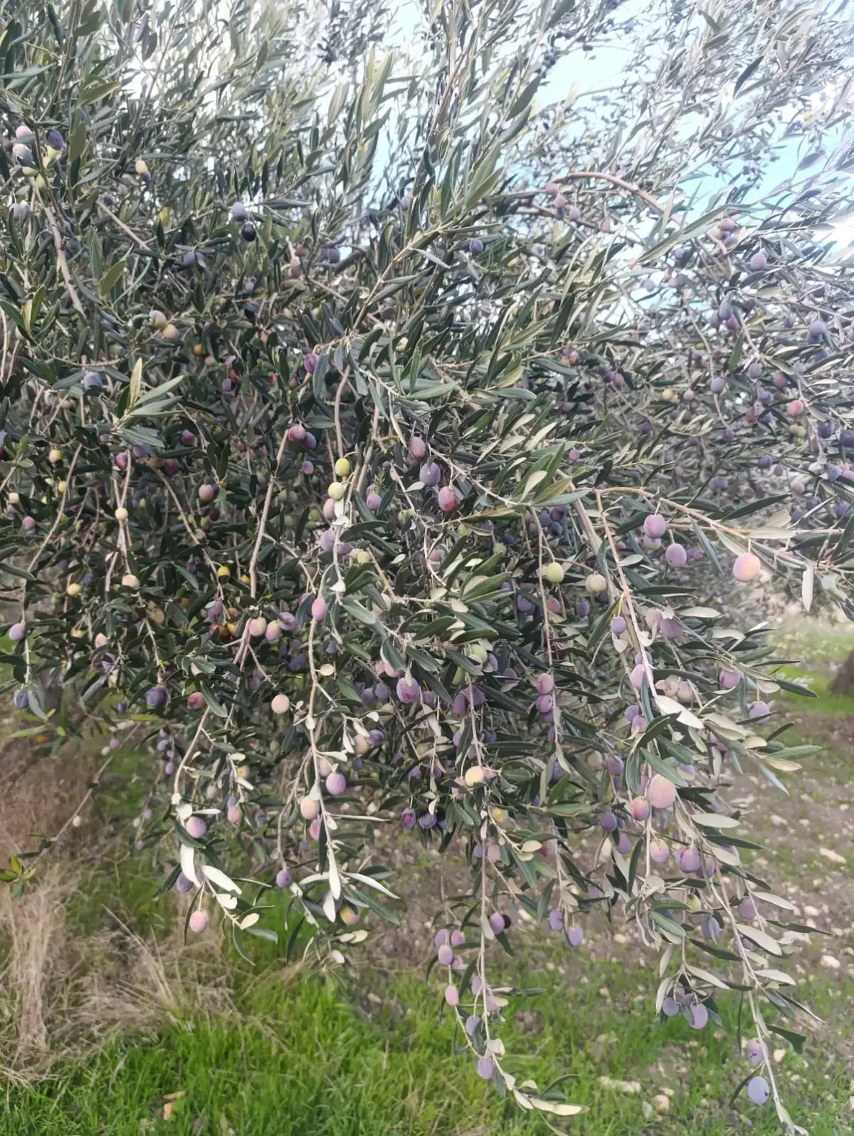 NALDÖKEN MAHALLESİNDE SATITILIK ZEYTİNLİK