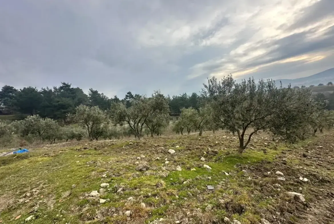 SOMA KUMKÖY'DE SATILIK ZEYTİNLİK