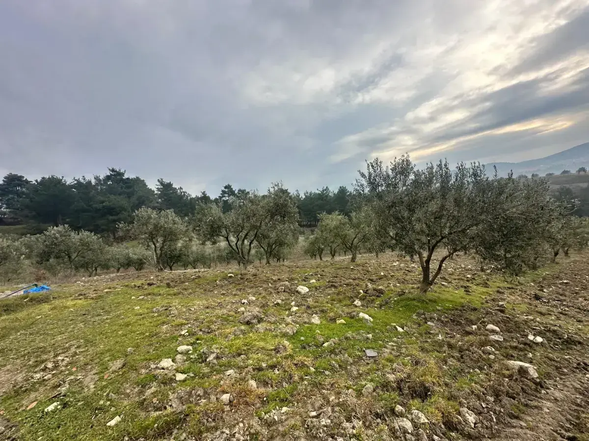 SOMA KUMKÖY'DE SATILIK ZEYTİNLİK