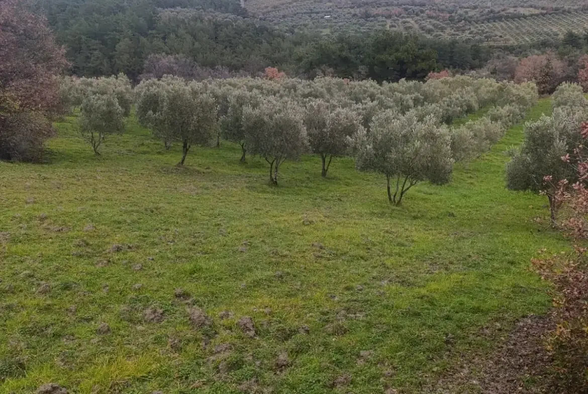 NALDÖKEN MAHALLESİNDE SATITILIK ZEYTİNLİK