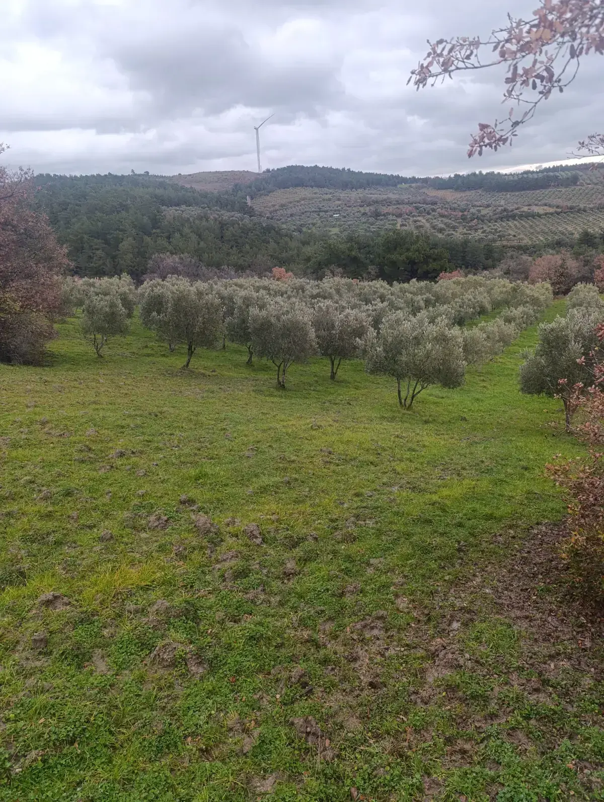 NALDÖKEN MAHALLESİNDE SATITILIK ZEYTİNLİK