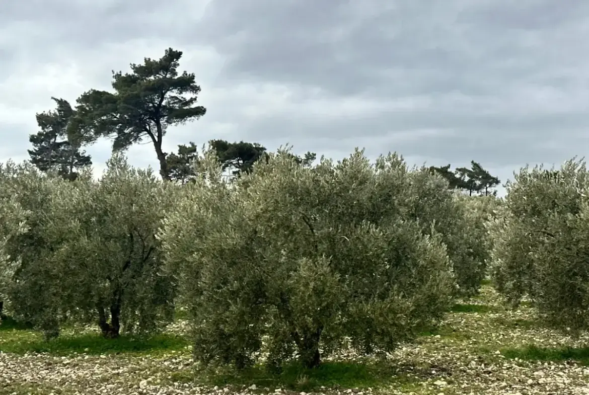 KARAÇAM MAHALLESİNDE SATILIK ZEYTİNLİK