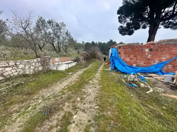 SOMA KUMKÖY'DE SATILIK ZEYTİNLİK
