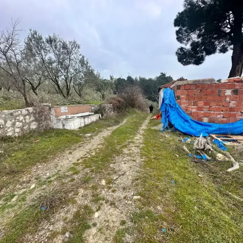 SOMA KUMKÖY'DE SATILIK ZEYTİNLİK