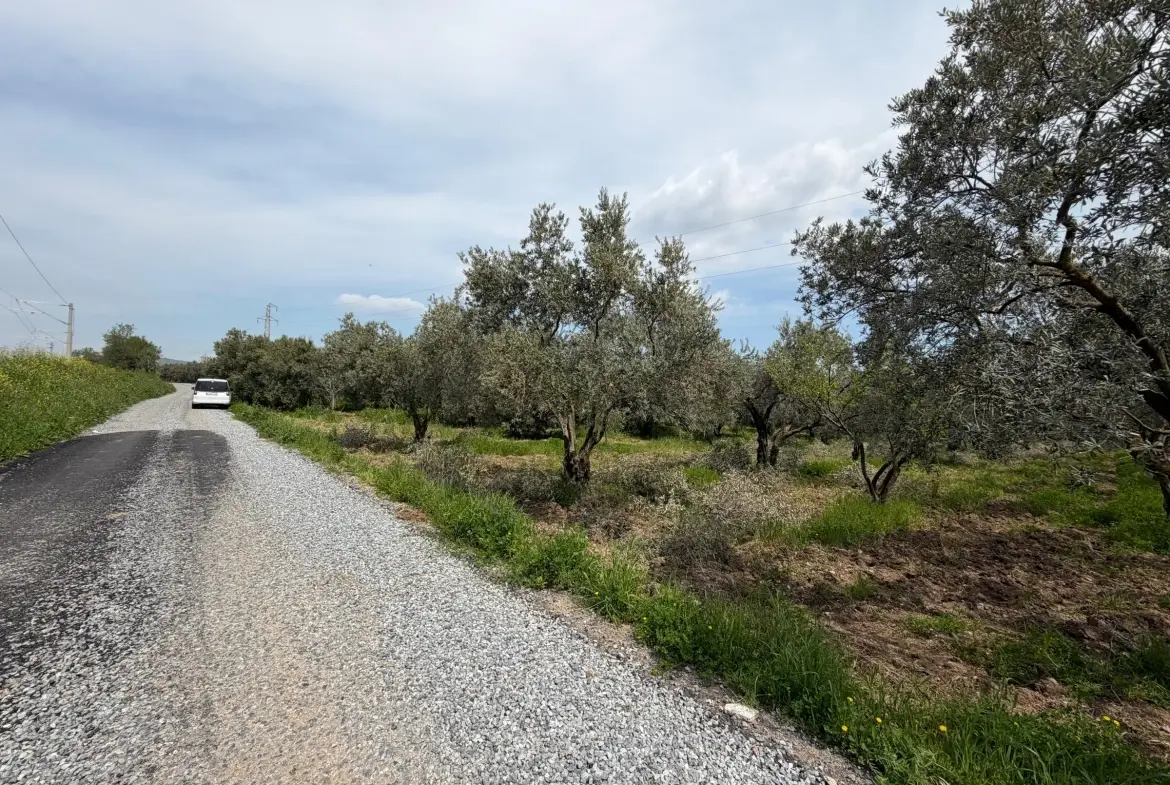 KIRKAĞAÇ ÖVEÇLİ MAHALLESİNDE SATILIK ZEYTİNLİK
