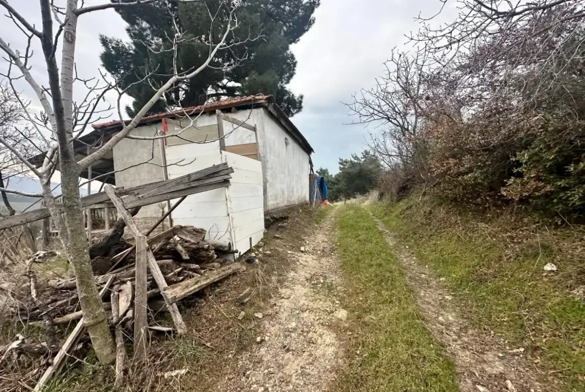 SOMA KUMKÖY'DE SATILIK ZEYTİNLİK