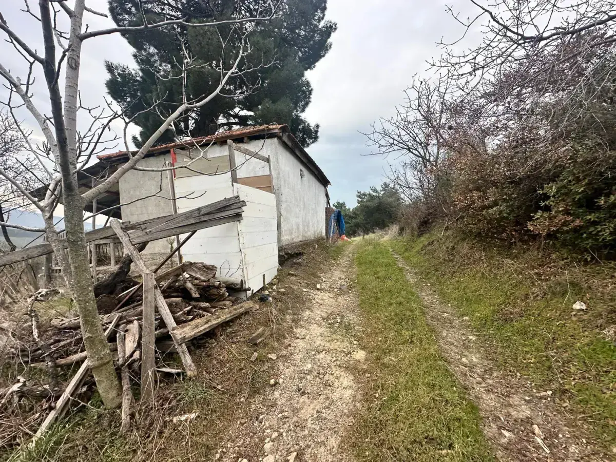 SOMA KUMKÖY'DE SATILIK ZEYTİNLİK