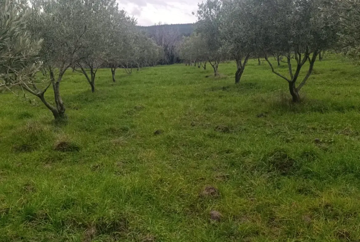 NALDÖKEN MAHALLESİNDE SATITILIK ZEYTİNLİK