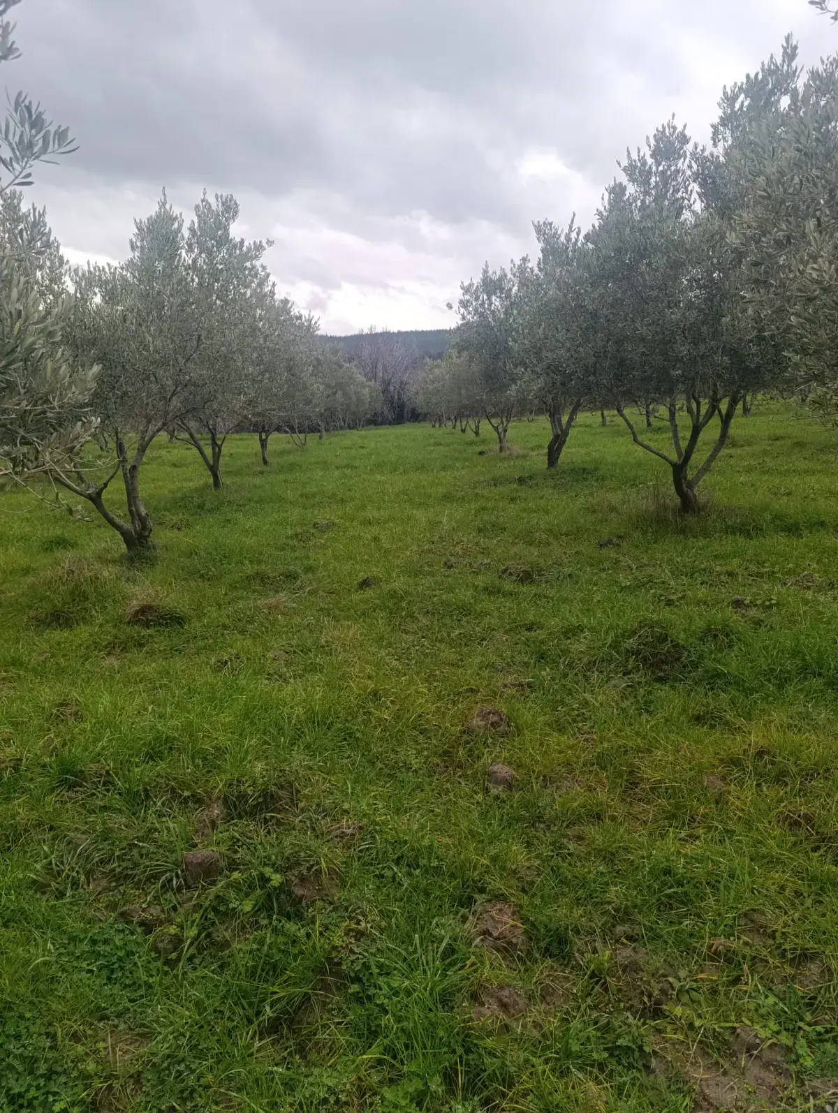 NALDÖKEN MAHALLESİNDE SATITILIK ZEYTİNLİK