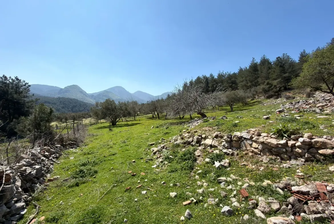 KARAMANLI MAHALLESİNDE SATILIK ZEYTİNLİK
