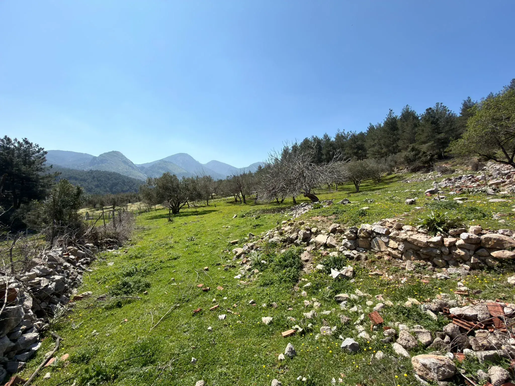 KARAMANLI MAHALLESİNDE SATILIK ZEYTİNLİK