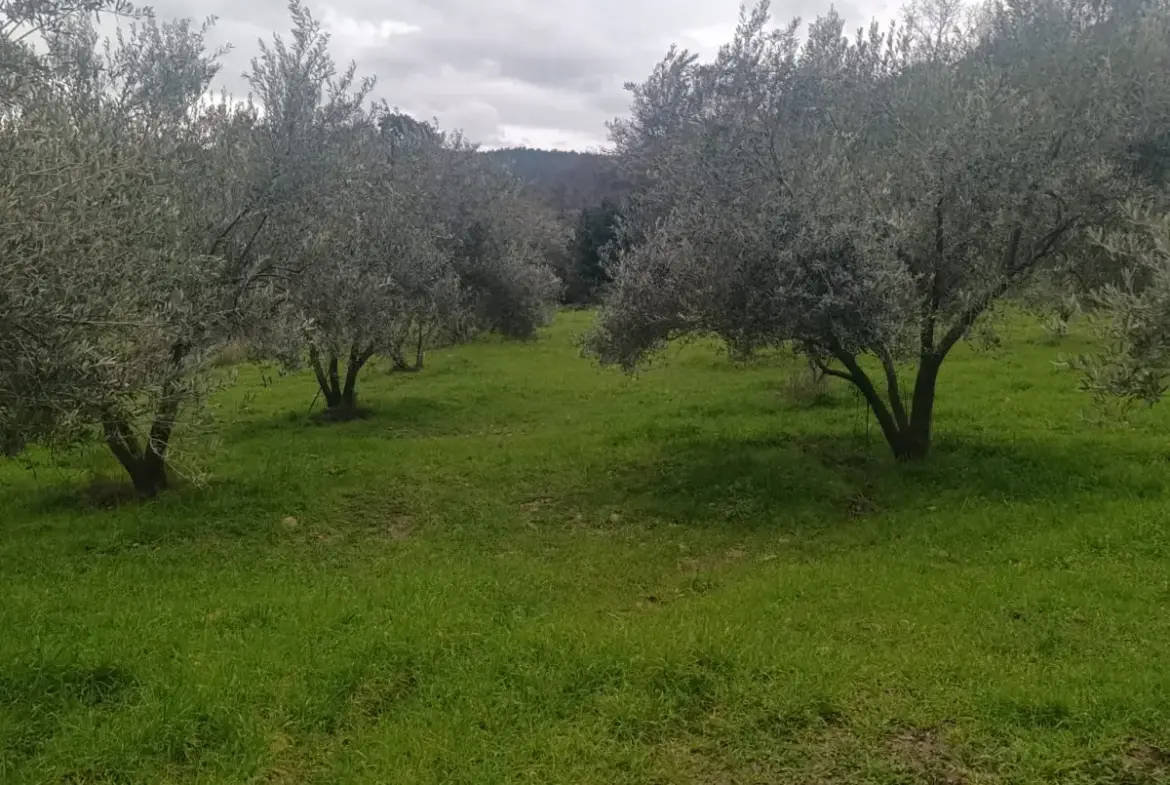 NALDÖKEN MAHALLESİNDE SATITILIK ZEYTİNLİK
