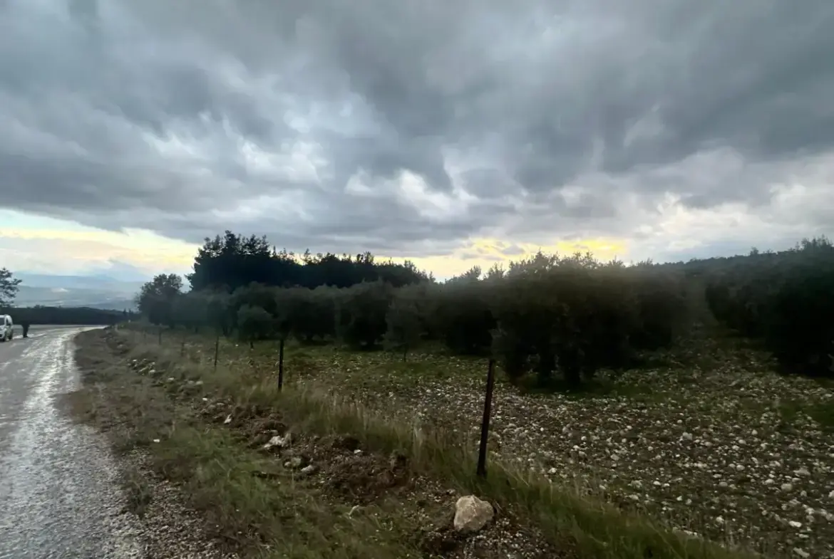 KARAÇAM MAHALLESİNDE SATILIK ZEYTİNLİK