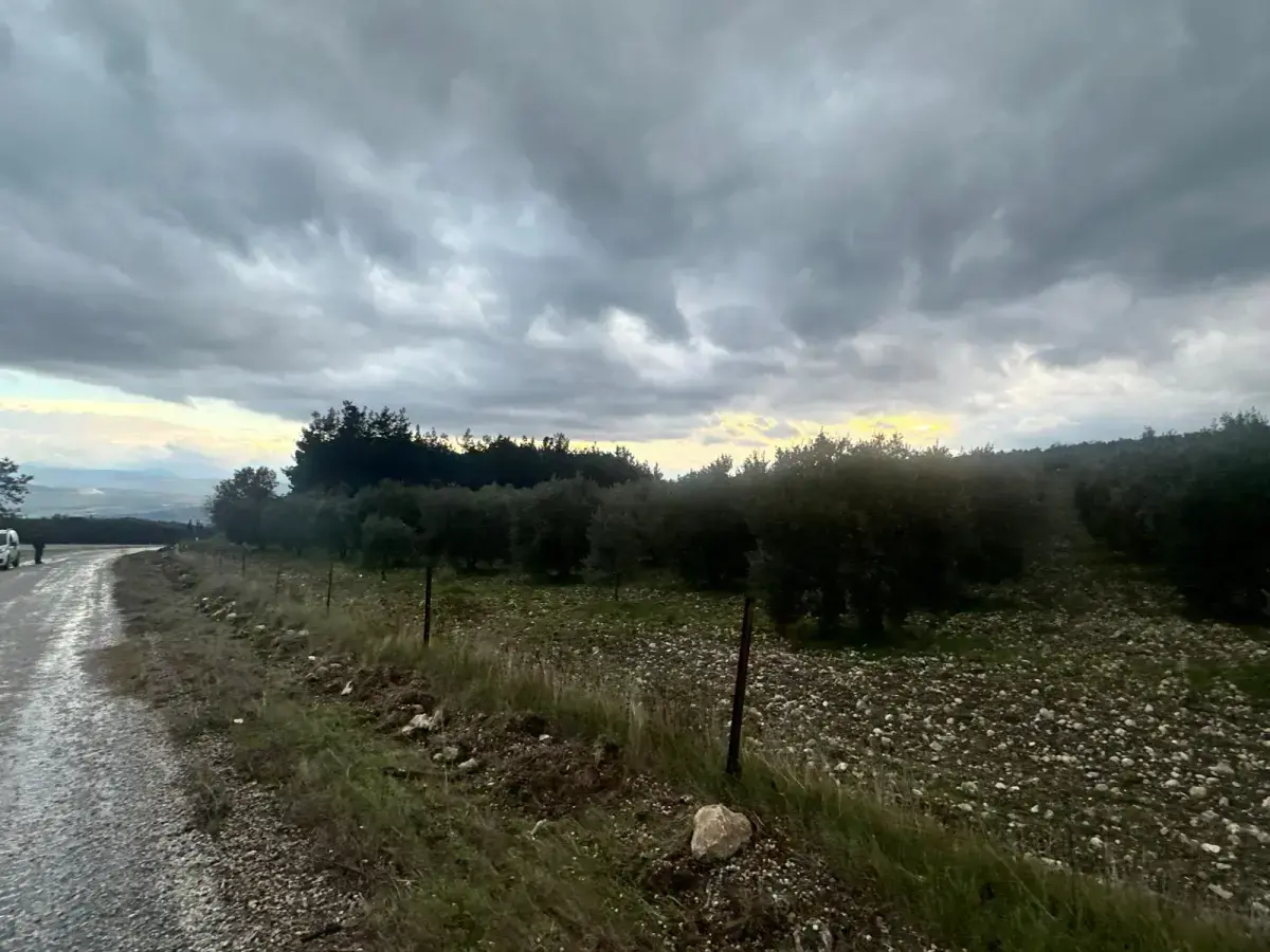 KARAÇAM MAHALLESİNDE SATILIK ZEYTİNLİK