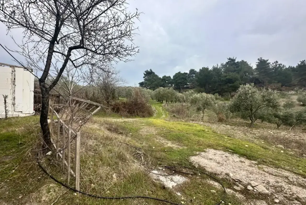 SOMA KUMKÖY'DE SATILIK ZEYTİNLİK