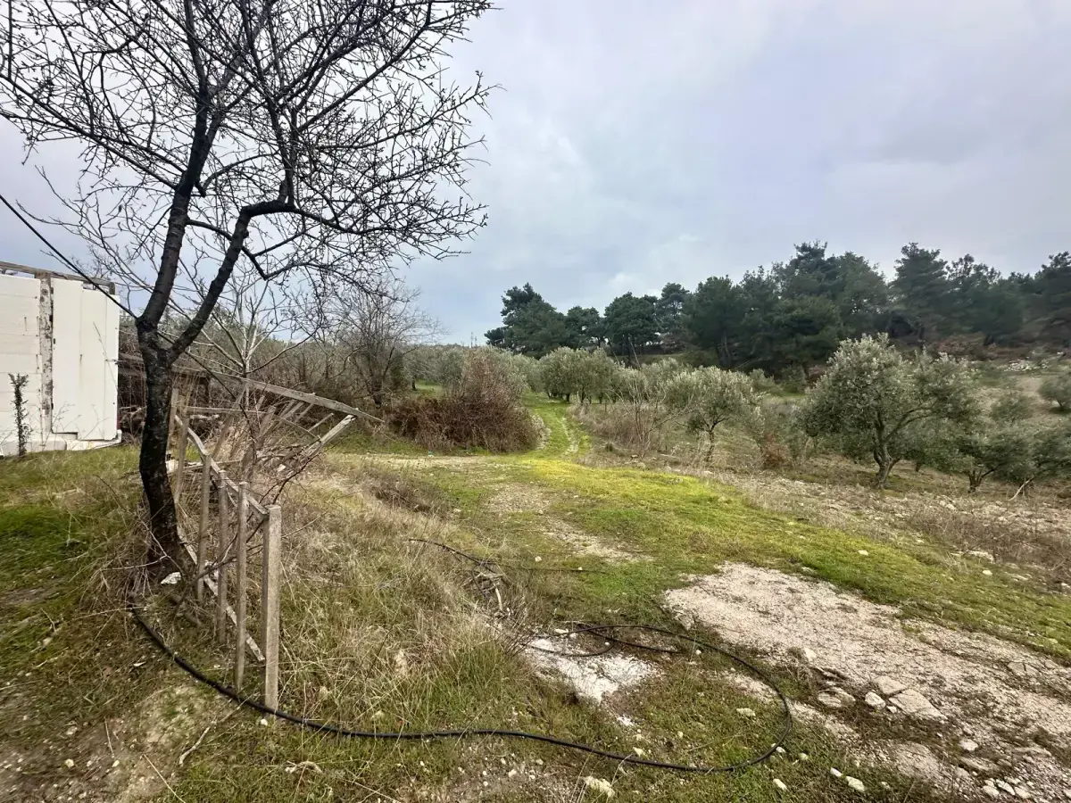 SOMA KUMKÖY'DE SATILIK ZEYTİNLİK