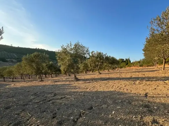 BÜYÜKGÜNEY MAHALLESİNDE SATILIK TARLA