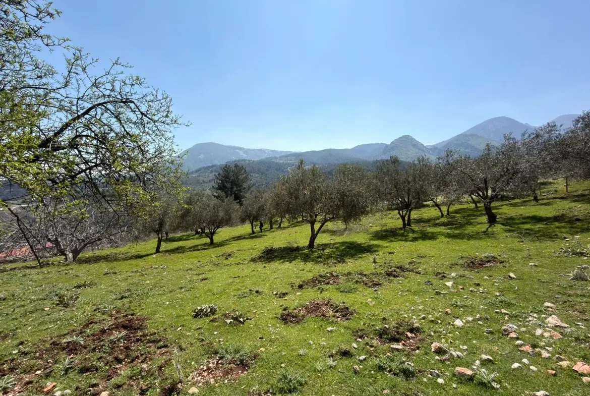 KARAMANLI MAHALLESİNDE SATILIK ZEYTİNLİK