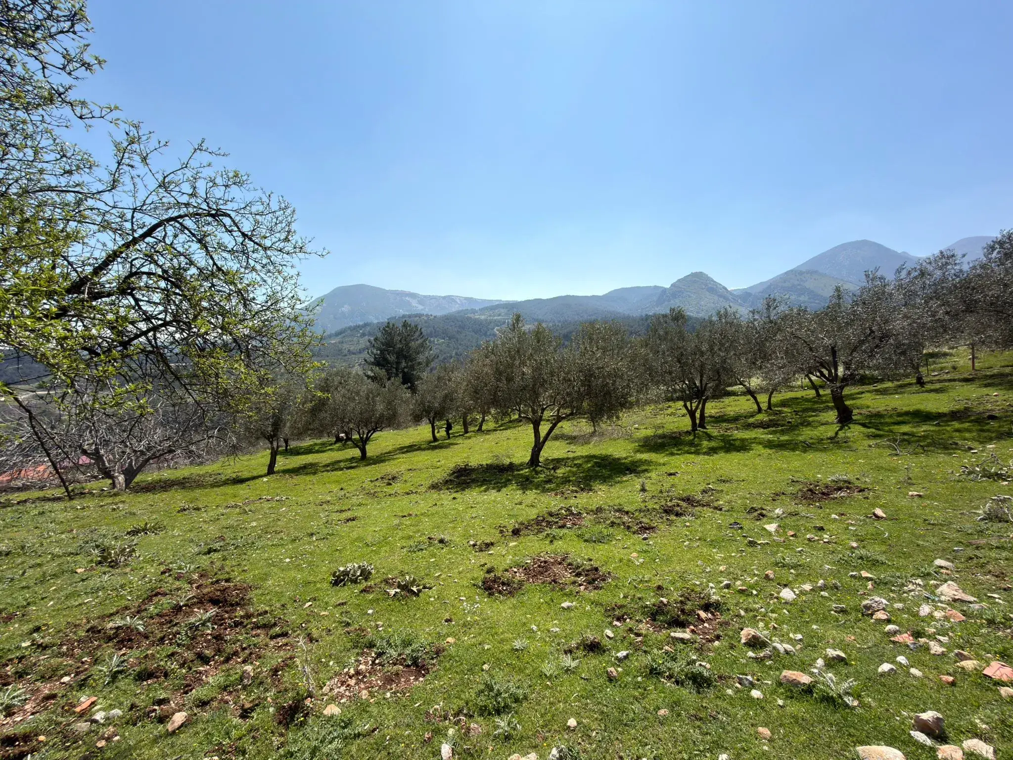 KARAMANLI MAHALLESİNDE SATILIK ZEYTİNLİK