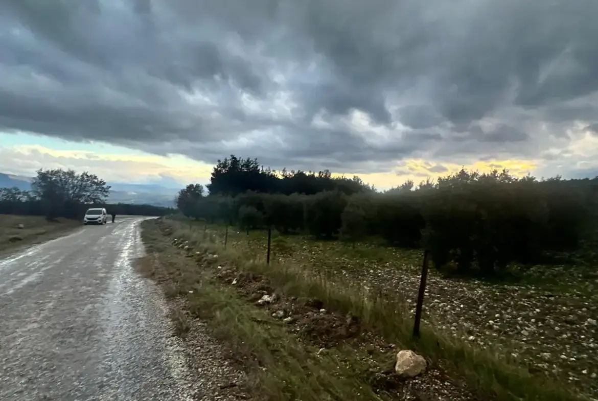 KARAÇAM MAHALLESİNDE SATILIK ZEYTİNLİK