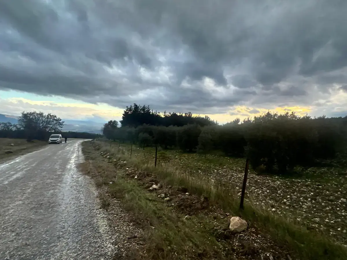 KARAÇAM MAHALLESİNDE SATILIK ZEYTİNLİK