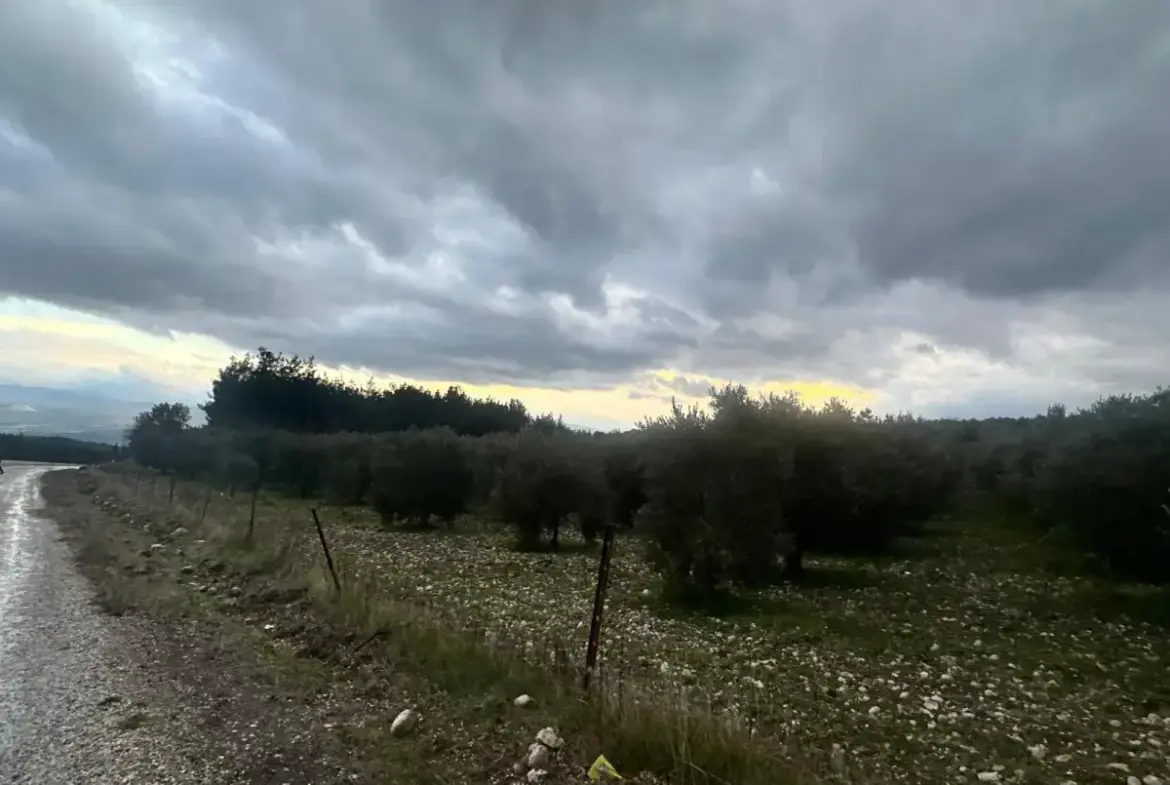 KARAÇAM MAHALLESİNDE SATILIK ZEYTİNLİK