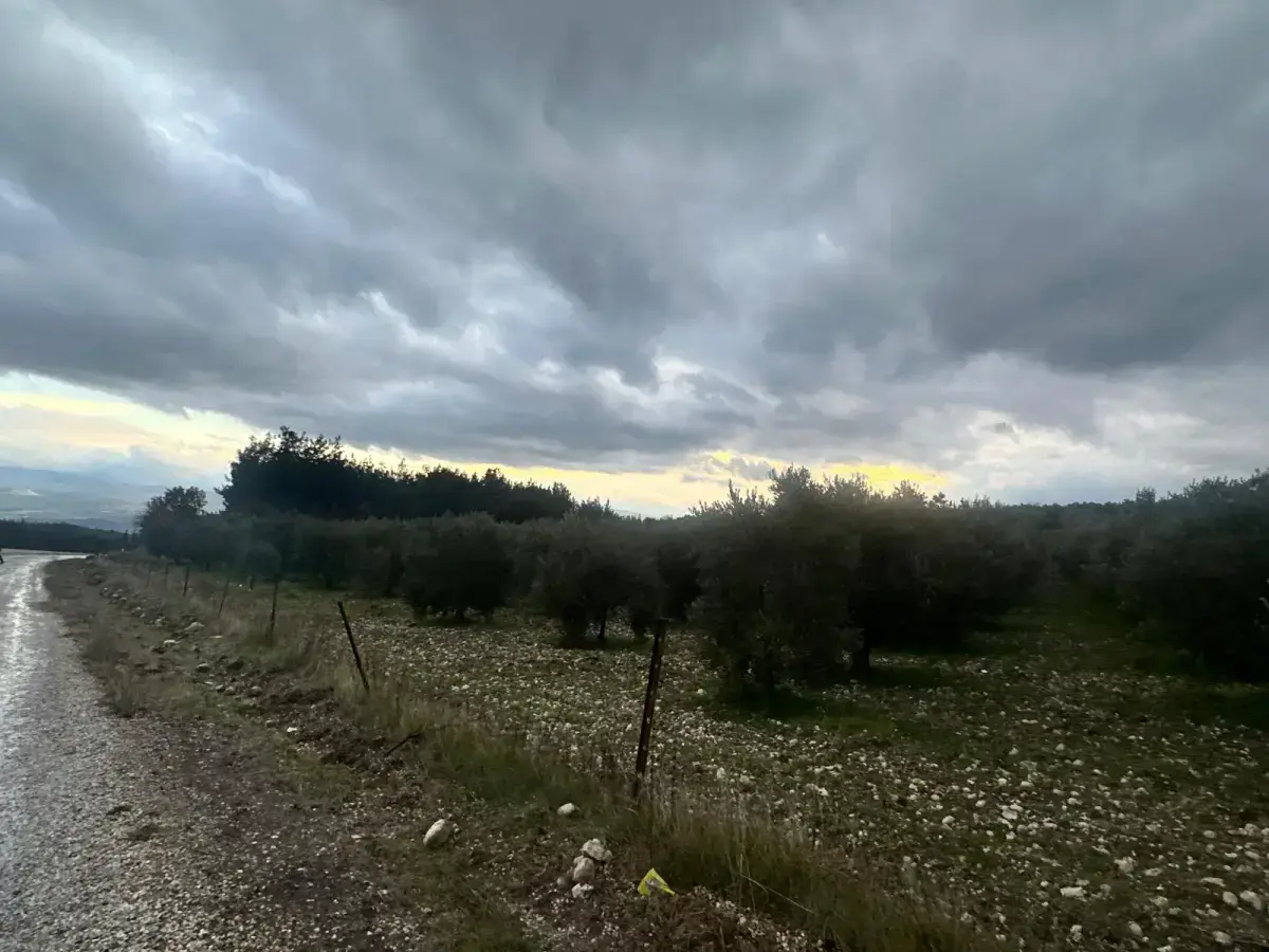 KARAÇAM MAHALLESİNDE SATILIK ZEYTİNLİK