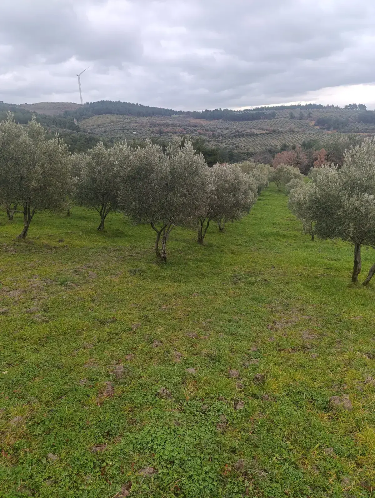NALDÖKEN MAHALLESİNDE SATITILIK ZEYTİNLİK