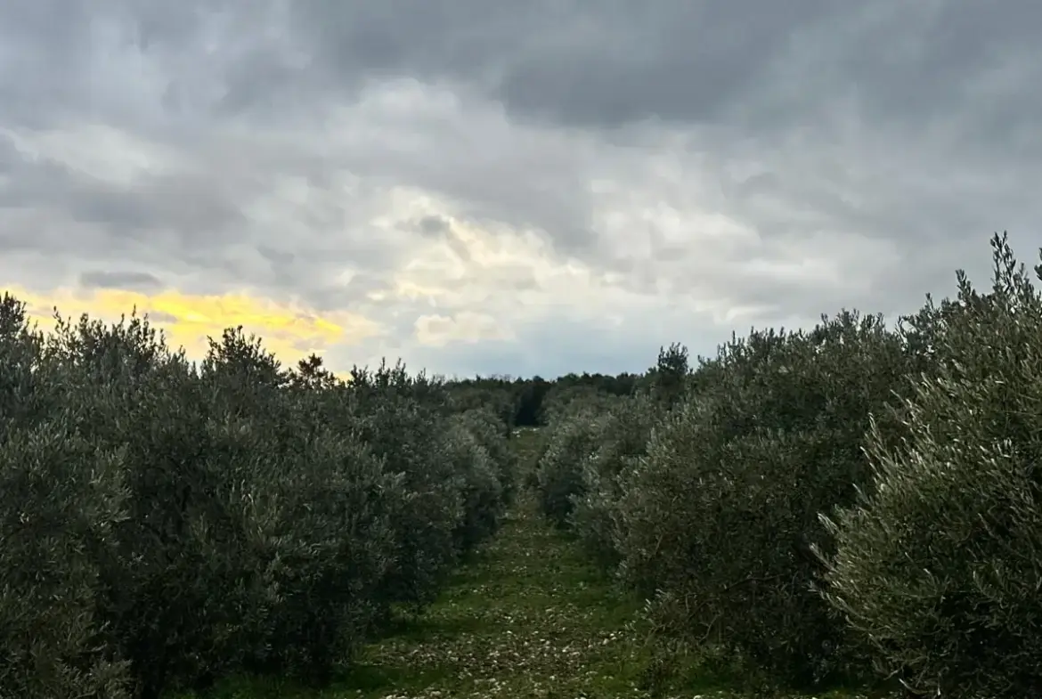 KARAÇAM MAHALLESİNDE SATILIK ZEYTİNLİK