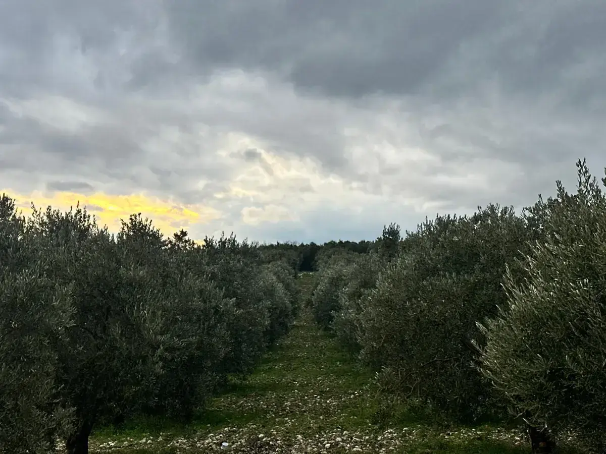 KARAÇAM MAHALLESİNDE SATILIK ZEYTİNLİK