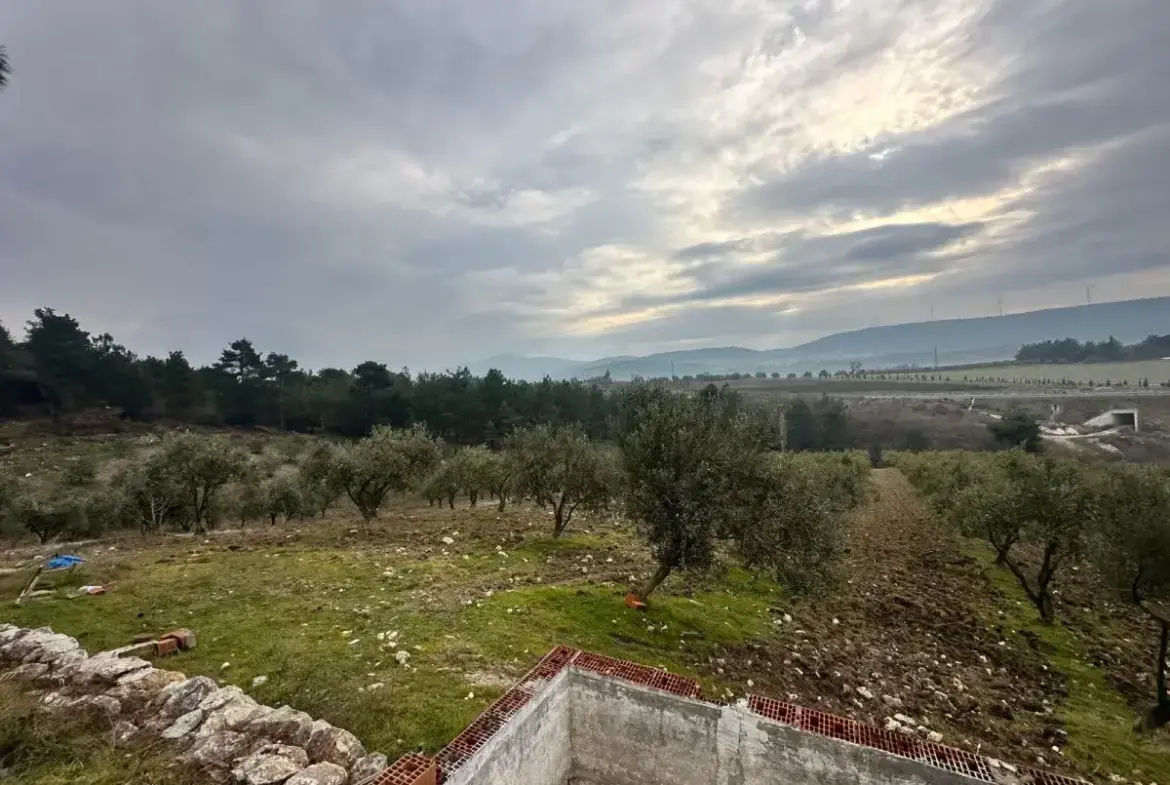 SOMA KUMKÖY'DE SATILIK ZEYTİNLİK