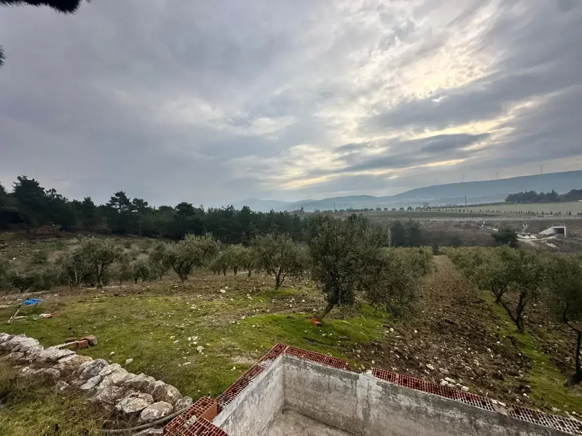 SOMA KUMKÖY'DE SATILIK ZEYTİNLİK
