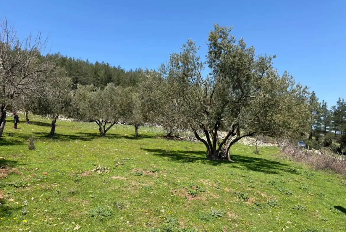 KARAMANLI MAHALLESİNDE SATILIK ZEYTİNLİK